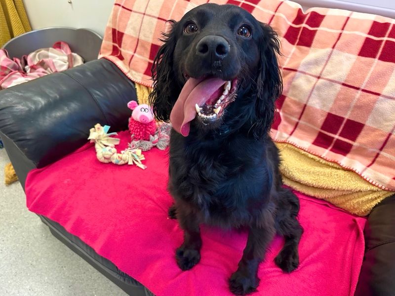 Poodle for adoption in Ballymena, Co Antrim – 2 years old