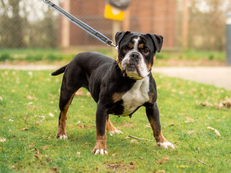 English Bulldog Dogs And Puppies For Adoption