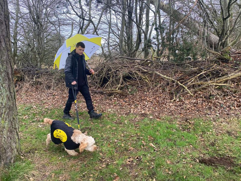 Gruff | Spaniel (Cavalier King Charles) Cross | Cumbria - 1