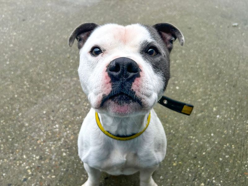 Gary, a 4 years old male Staffordshire Bull Terrier available for adoption from Dogs Trust in Basildon, Essex