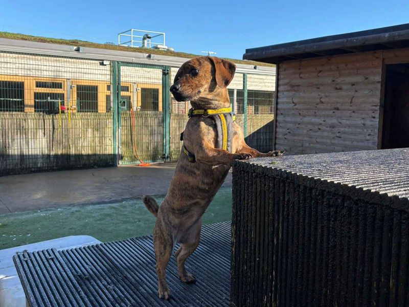 Olive | Pug Cross | Loughborough - 1