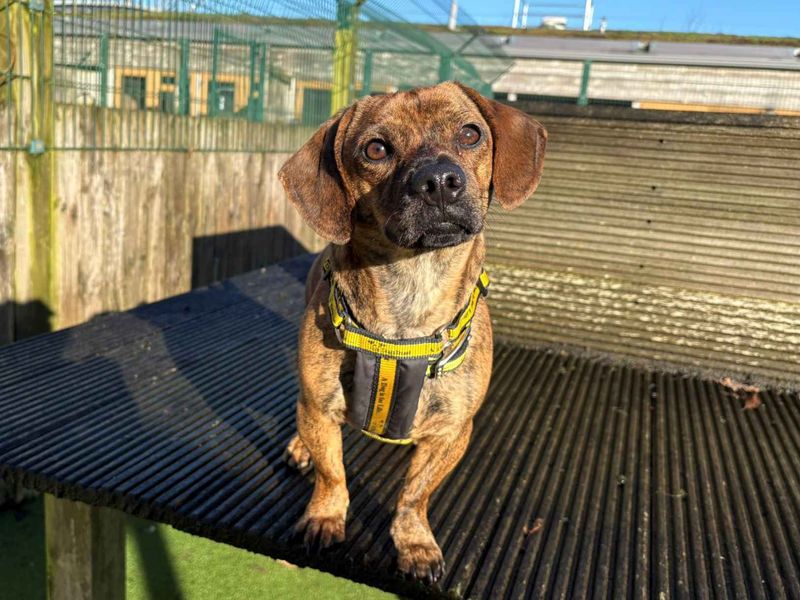 Olive - Image 2 of 2