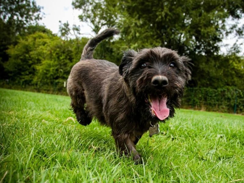 Beans - Image 3 of 3