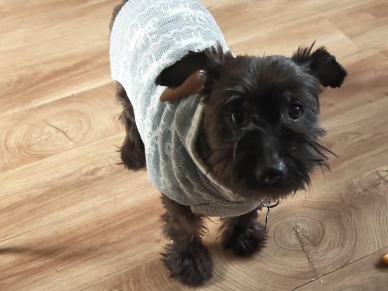 Jack Russell Terrier Dogs And Puppies For Adoption