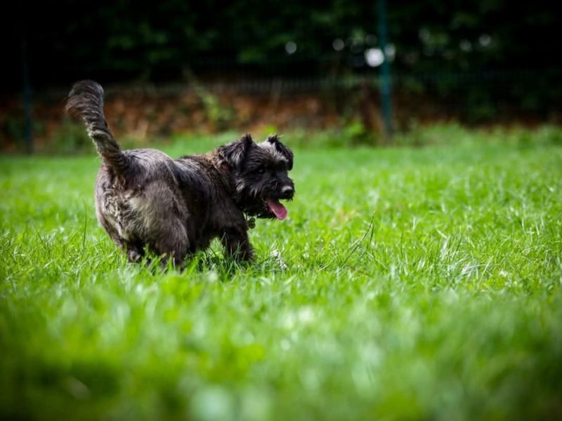 Beans - Image 2 of 3