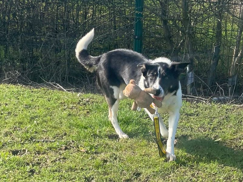undefined | Collie (Border) | undefined - 9
