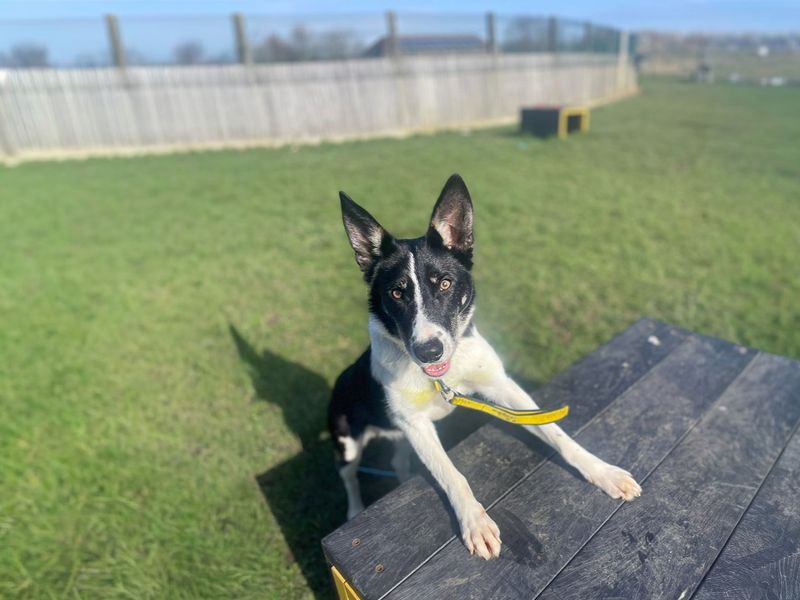 undefined | Collie (Border) | undefined - 4