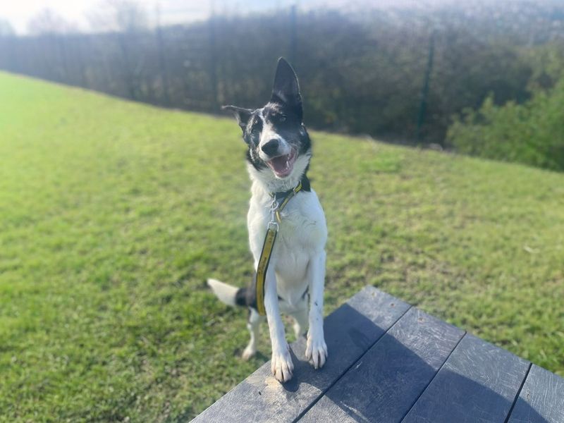 undefined | Collie (Border) | undefined - 8