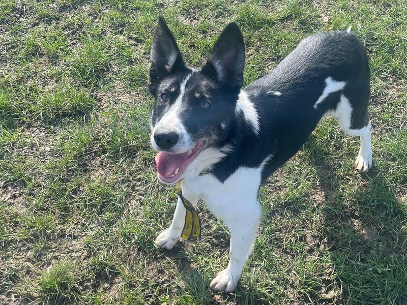 undefined | Collie (Border) | undefined - 3