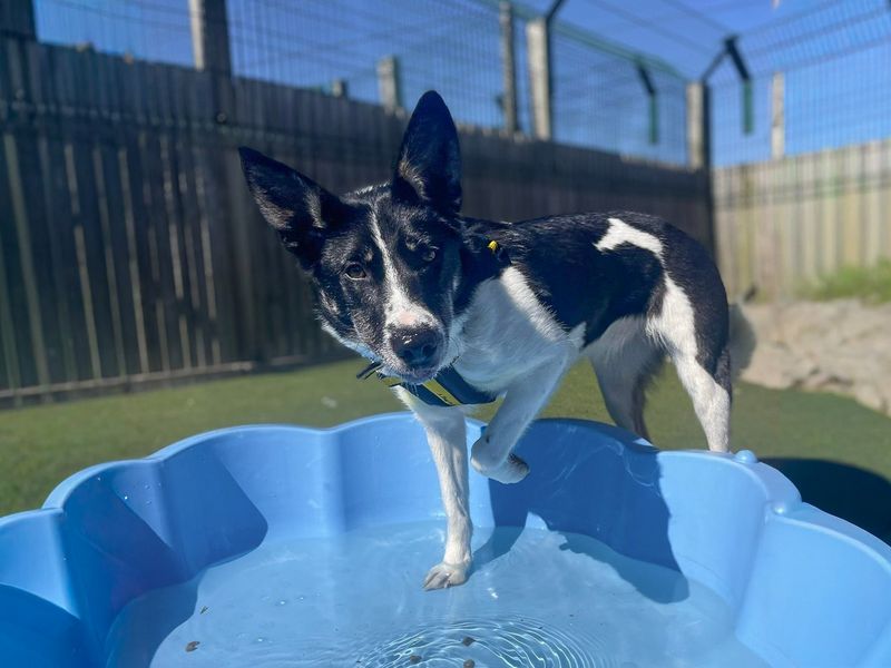 undefined | Collie (Border) | undefined - 6