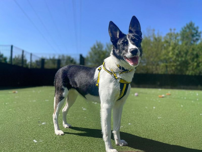 undefined | Collie (Border) | undefined - 7