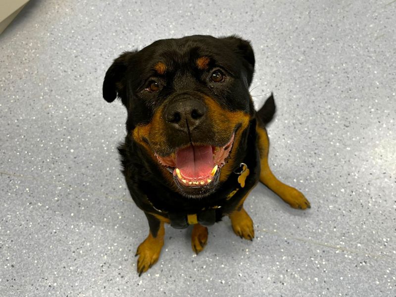 Cleo | Rottweiler | Canterbury - 1