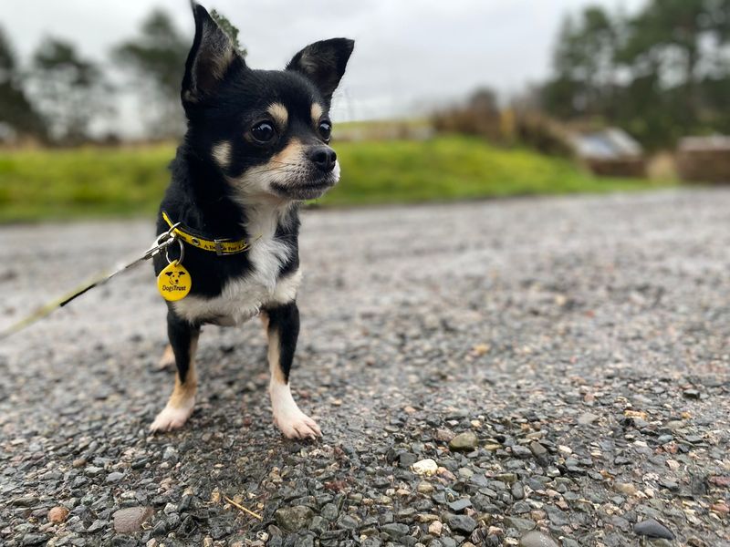 Chihuahua Dogs And Puppies For Adoption