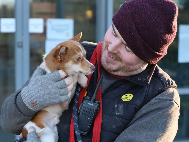 Chihuahua for adoption in Leeds, Yorkshire – 11 months old