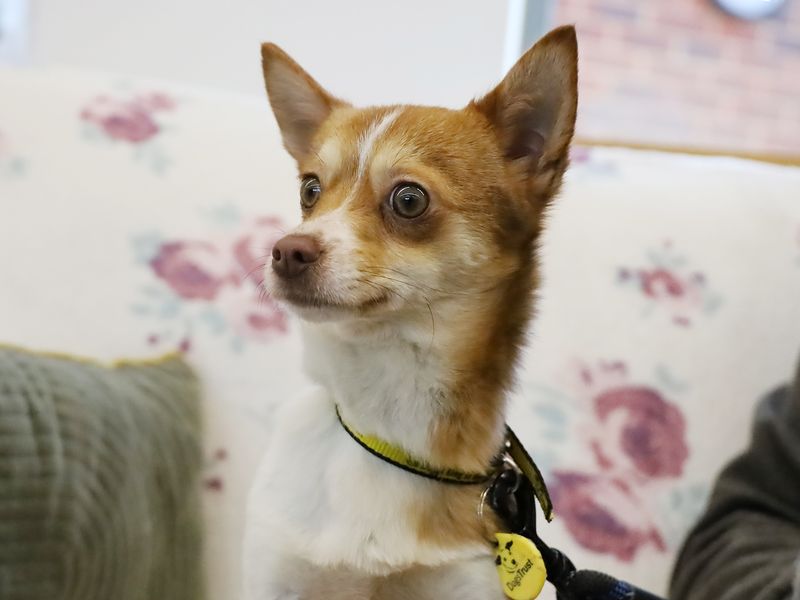 Gherkin | Chihuahua (Long Coat) Cross | Leeds - 1