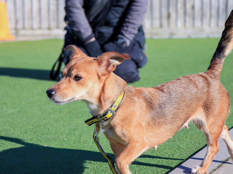 Chihuahua Dogs And Puppies For Adoption