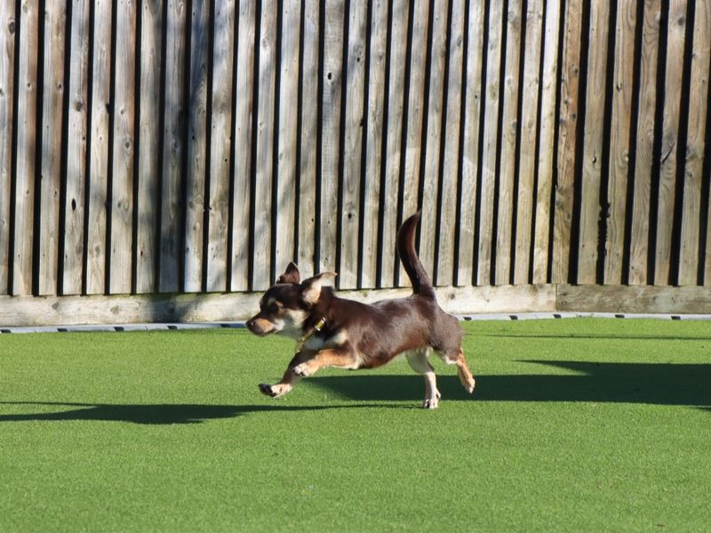 Gwen | Chihuahua (Smooth Coat) Cross | Evesham (Worcestershire) - 1