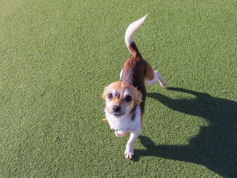 Grape - Image 2 of 3