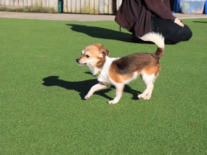 Chihuahua for adoption in Evesham, Worcestershire – 12 months old