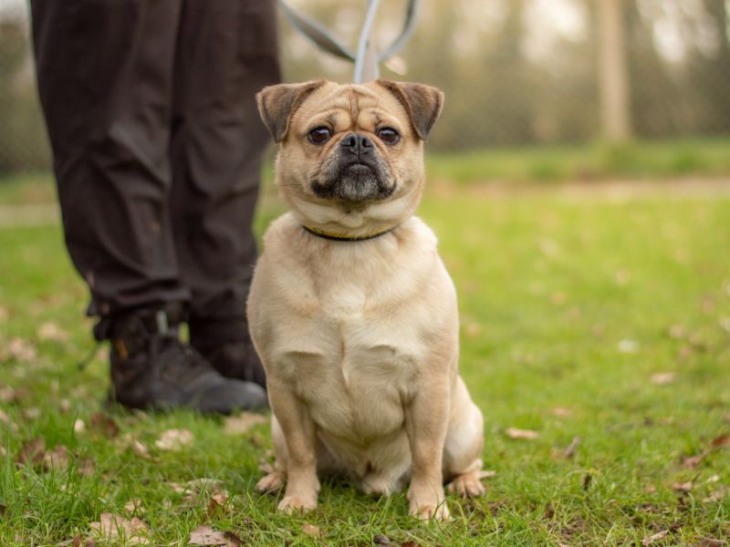Pug for adoption in Kenilworth, Warwickshire – 1 year old - Image 2 of 3