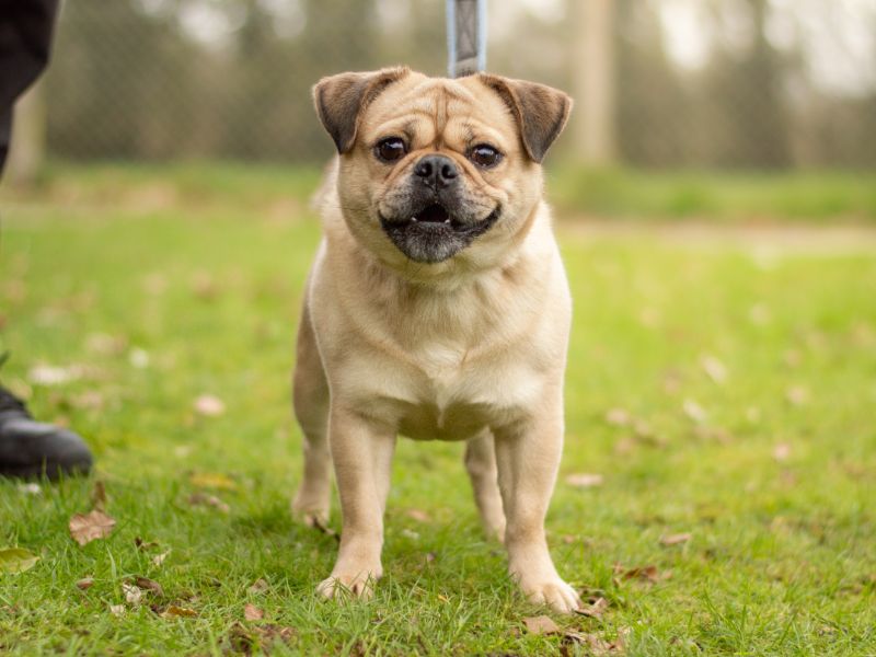 Jack Russell Terrier for adoption in Kenilworth, Warks – 1 year old
