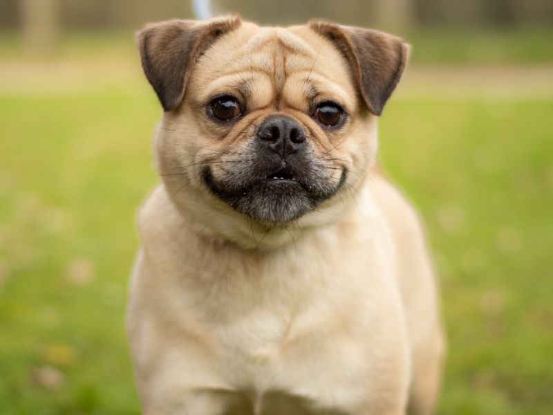 Pug for adoption in Kenilworth, Warwickshire – 1 year old - Image 3 of 3