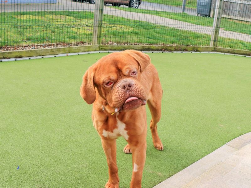 Geordie, a 6 years old male Dogue de Bordeaux available for adoption from Dogs Trust in West Midlands