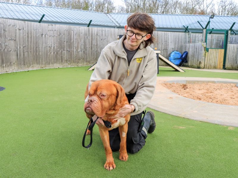 Geordie | Dogue De Bordeaux | Evesham (Worcestershire) - 1