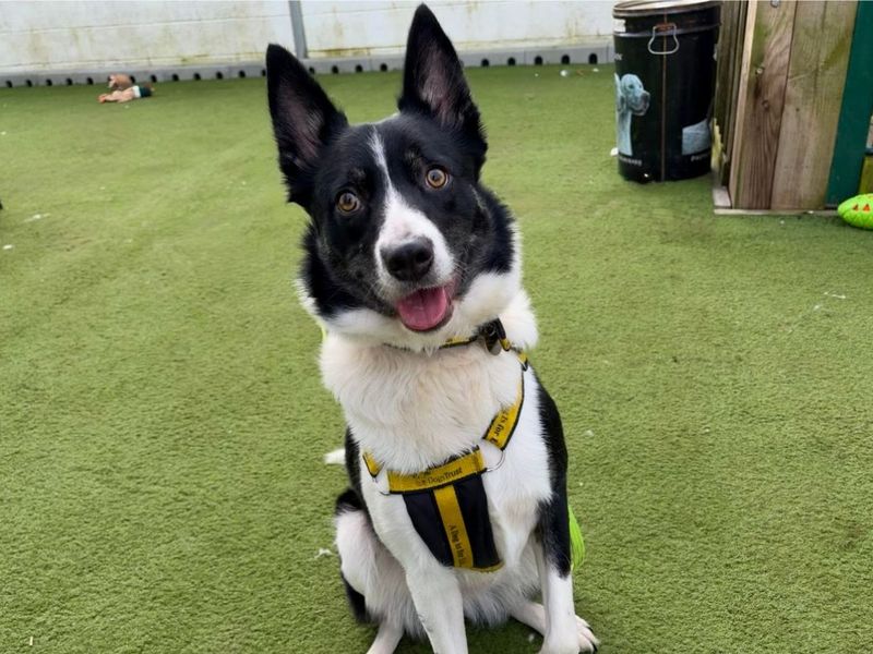 undefined | Collie (Border) | undefined - 3