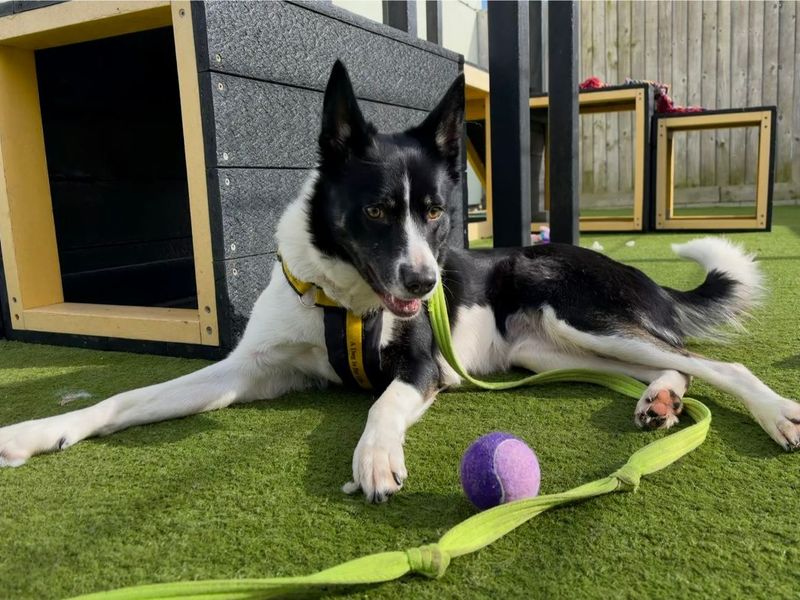 Border Collie Dogs And Puppies For Adoption