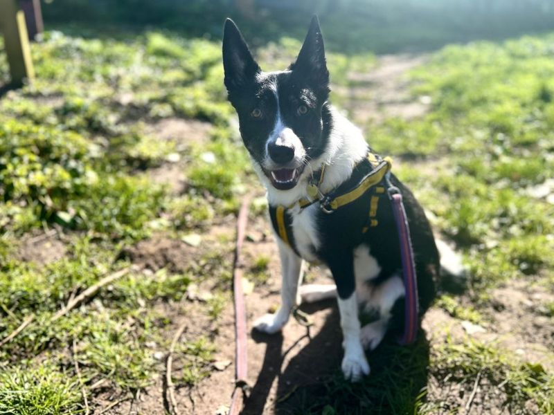 undefined | Collie (Border) | undefined - 7