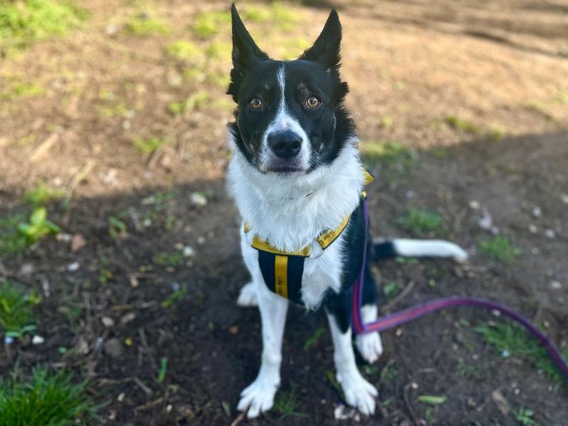 undefined | Collie (Border) | undefined - 8