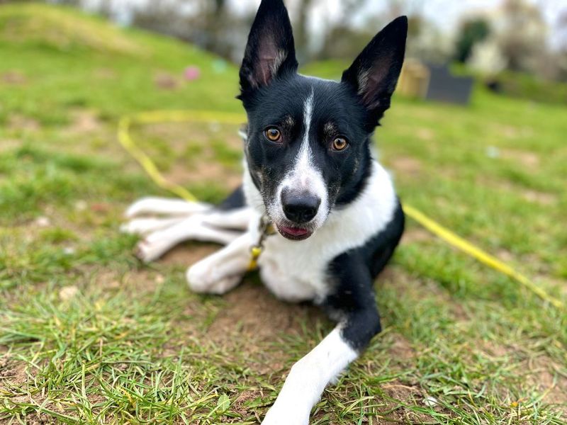 undefined | Collie (Border) | undefined - 4