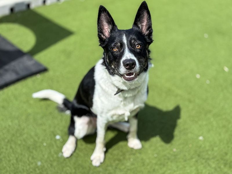 undefined | Collie (Border) | undefined - 6