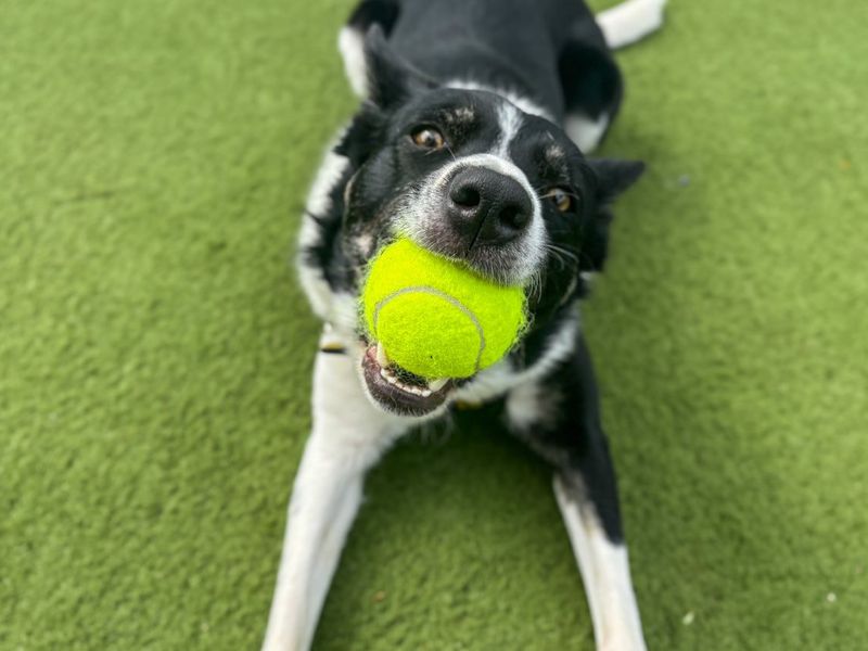 undefined | Collie (Border) | undefined - 9