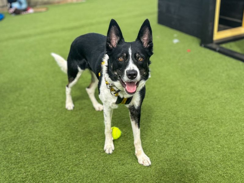 undefined | Collie (Border) | undefined - 2