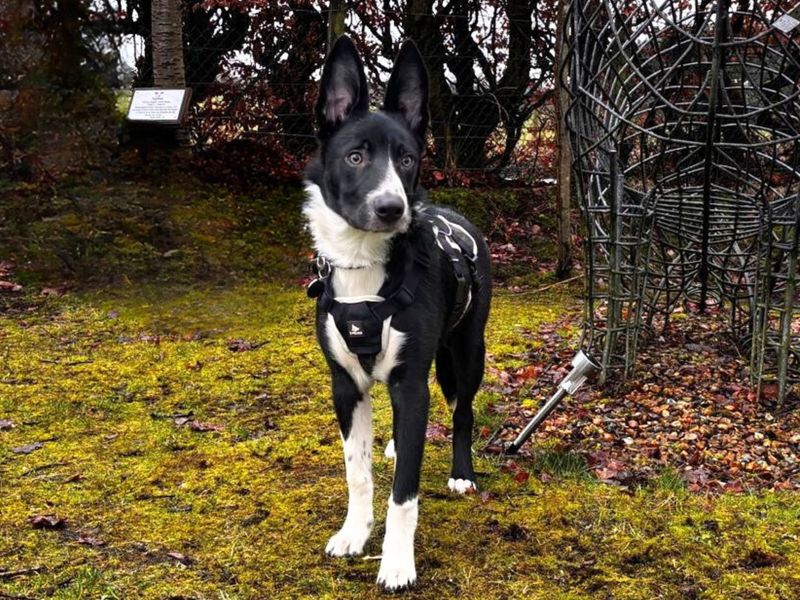 Marley - Image 3 of 3