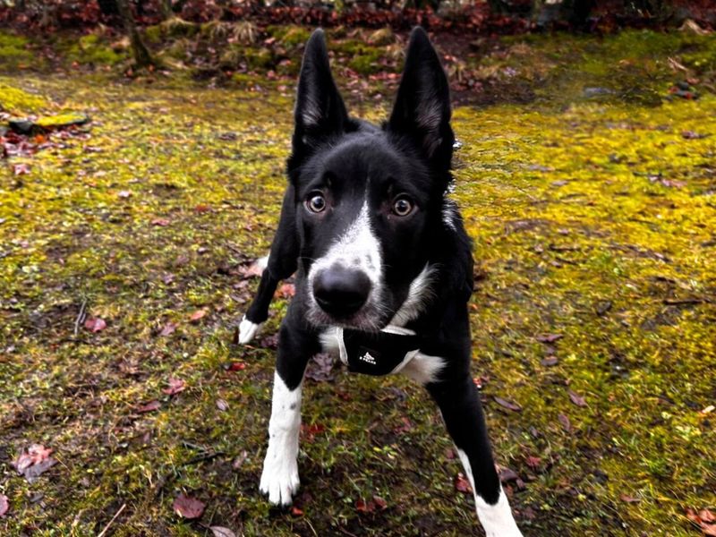 Border Collie for adoption in West Calder, West Lothian – 5 months old