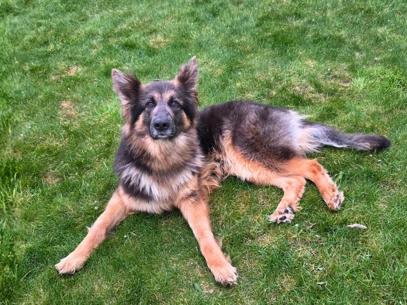 Ember | German Shepherd Dog | Manchester - 1