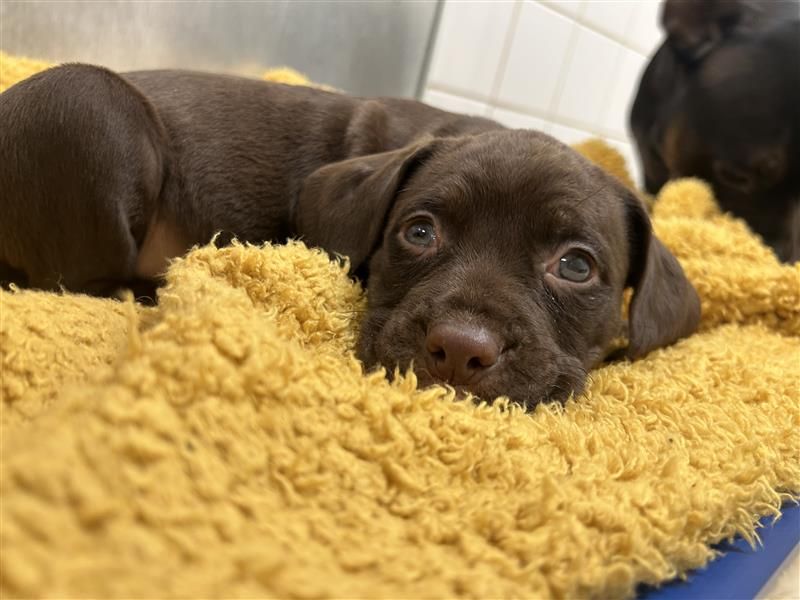 Eloise, a Unknown old female Unknown available for adoption from Dogs Trust in Salisbury, Wiltshire