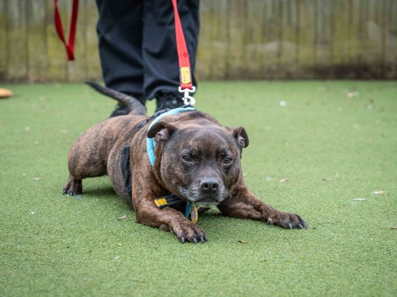 Ben, a 6 years old male Terrier available for adoption from Dogs Trust in Leicestershire
