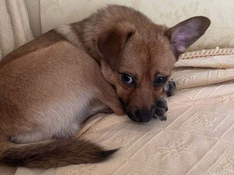 Jack Russell Terrier for adoption in Telford, Shropshire – 8 months old - Image 2 of 4