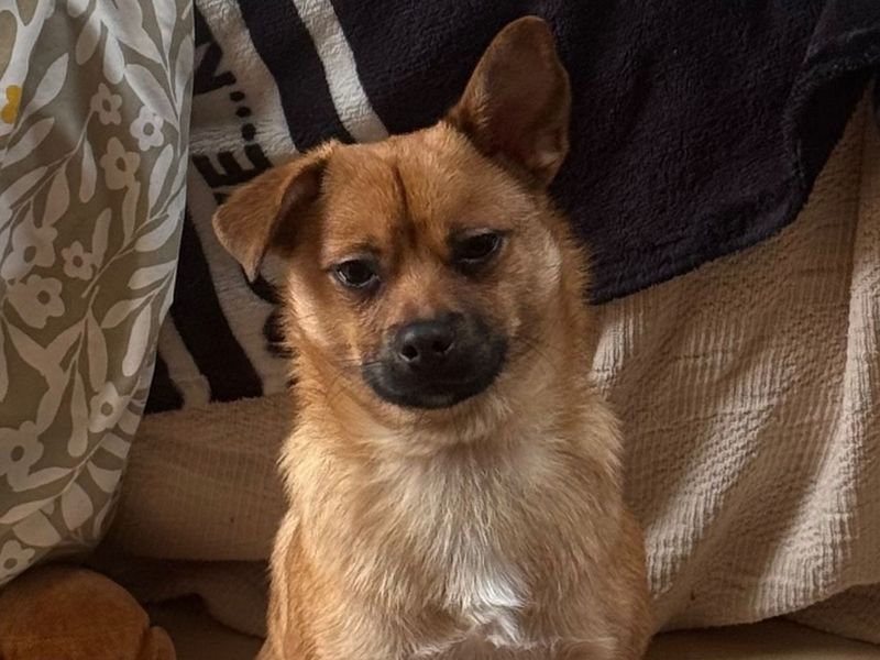 Jack Russell Terrier for adoption in Telford, Shropshire – 8 months old - Image 4 of 4