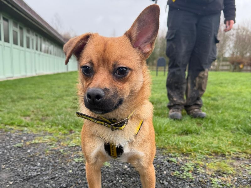 Jack Russell Terrier for adoption in Telford, Shropshire – 8 months old - Image 3 of 4