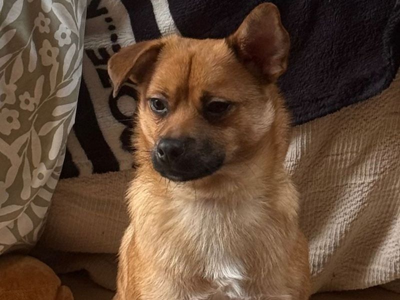 Jack Russell Terrier Dogs And Puppies For Adoption