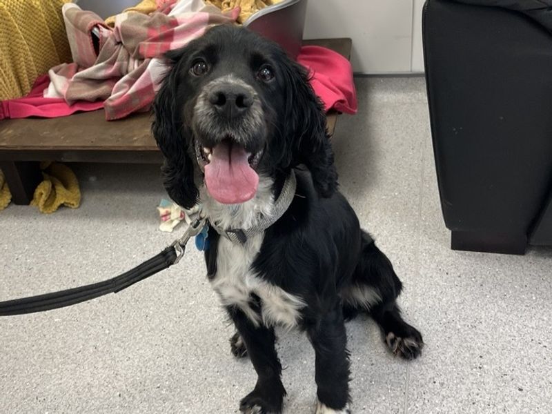 Ace | Spaniel (Cocker) | Ballymena (Northern Ireland) - 1