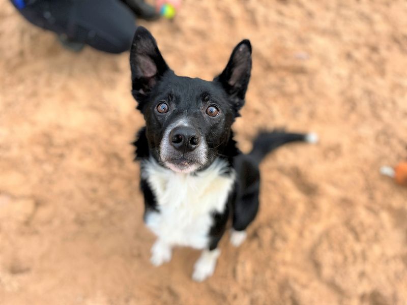 Border Collie for adoption in Cardiff, Glamorgan – 3 years old