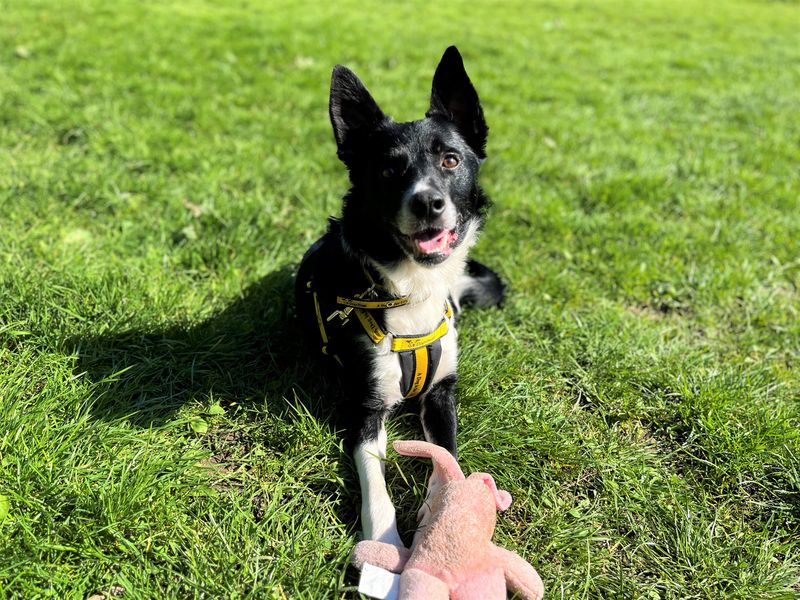 Ned | Collie (Border) | Bridgend (Wales) - 1