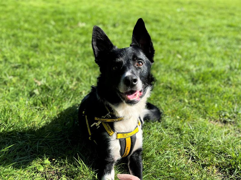 Ned | Collie (Border) | Bridgend (Wales) - 1