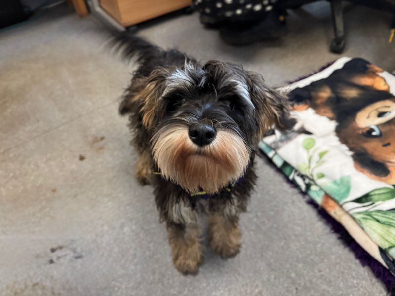 Poodle for adoption in Snetterton, Norfolk – 5 months old